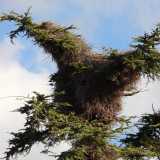 Queste �dimore� imponenti possono per� danneggiare gli alberi, causando un cedimento dei rami e l�indebolimento della pianta, con possibili rischi per la sicurezza